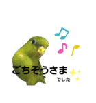うちの子スタンプ2～サザナミインコ～（個別スタンプ：7）