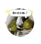 うちの子スタンプ2～サザナミインコ～（個別スタンプ：8）