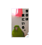 うちの子スタンプ2～サザナミインコ～（個別スタンプ：9）