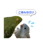うちの子スタンプ2～サザナミインコ～（個別スタンプ：10）