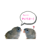 うちの子スタンプ2～サザナミインコ～（個別スタンプ：12）