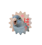 うちの子スタンプ2～サザナミインコ～（個別スタンプ：13）