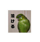 うちの子スタンプ2～サザナミインコ～（個別スタンプ：15）