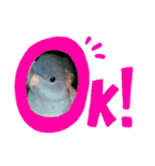 うちの子スタンプ2～サザナミインコ～（個別スタンプ：18）