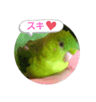 うちの子スタンプ2～サザナミインコ～（個別スタンプ：21）
