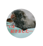 うちの子スタンプ2～サザナミインコ～（個別スタンプ：22）