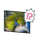 うちの子スタンプ2～サザナミインコ～（個別スタンプ：23）