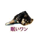 黒柴・小鉄のかわいいスタンプ（個別スタンプ：7）