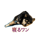 黒柴・小鉄のかわいいスタンプ（個別スタンプ：8）