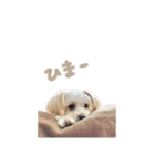 もこめる4（個別スタンプ：15）