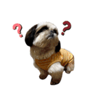我が家のシーズー犬もじゃ 20（個別スタンプ：1）