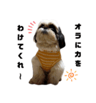 我が家のシーズー犬もじゃ 20（個別スタンプ：2）