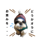 我が家のシーズー犬もじゃ 20（個別スタンプ：3）