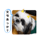 我が家のシーズー犬もじゃ 20（個別スタンプ：4）