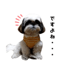 我が家のシーズー犬もじゃ 20（個別スタンプ：5）