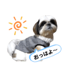 我が家のシーズー犬もじゃ 20（個別スタンプ：6）