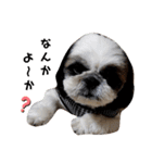 我が家のシーズー犬もじゃ 20（個別スタンプ：8）