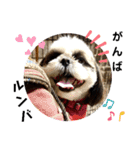 我が家のシーズー犬もじゃ 20（個別スタンプ：9）