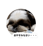 我が家のシーズー犬もじゃ 20（個別スタンプ：10）