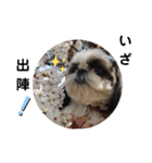 我が家のシーズー犬もじゃ 20（個別スタンプ：11）