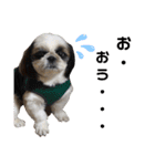 我が家のシーズー犬もじゃ 20（個別スタンプ：12）