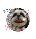 我が家のシーズー犬もじゃ 20（個別スタンプ：13）