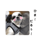 我が家のシーズー犬もじゃ 20（個別スタンプ：14）