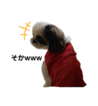 我が家のシーズー犬もじゃ 20（個別スタンプ：15）