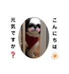 我が家のシーズー犬もじゃ 20（個別スタンプ：16）
