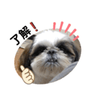 我が家のシーズー犬もじゃ 20（個別スタンプ：17）