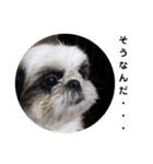 我が家のシーズー犬もじゃ 20（個別スタンプ：18）