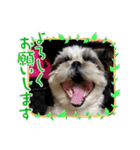 我が家のシーズー犬もじゃ 20（個別スタンプ：19）