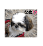我が家のシーズー犬もじゃ 20（個別スタンプ：21）
