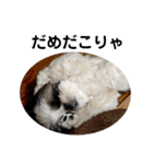 我が家のシーズー犬もじゃ 20（個別スタンプ：22）
