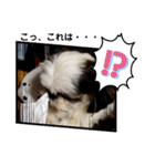 我が家のシーズー犬もじゃ 20（個別スタンプ：23）