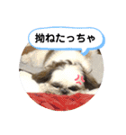 我が家のシーズー犬もじゃ 20（個別スタンプ：24）
