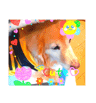 ダックスフンドびーちゃん【5】（個別スタンプ：6）