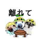 ダックスフンドびーちゃん【5】（個別スタンプ：37）