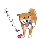 あざとかわいい柴犬こたろうの日常 挨拶編（個別スタンプ：4）