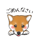 あざとかわいい柴犬こたろうの日常 挨拶編（個別スタンプ：6）