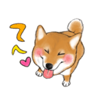 あざとかわいい柴犬こたろうの日常 挨拶編（個別スタンプ：12）