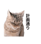 まいきゃっと甲府スタンプ 第1弾♪（個別スタンプ：4）