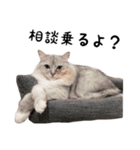 まいきゃっと甲府スタンプ 第1弾♪（個別スタンプ：11）