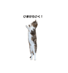 moko the cat.（個別スタンプ：1）