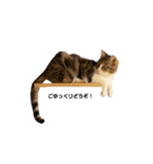 moko the cat.（個別スタンプ：2）