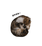 moko the cat.（個別スタンプ：3）