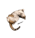 moko the cat.（個別スタンプ：4）