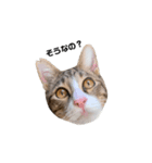 moko the cat.（個別スタンプ：7）