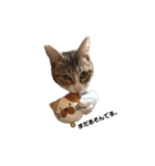 moko the cat.（個別スタンプ：8）