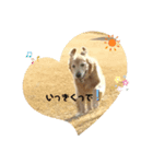 鹿児島弁ゴールデンレトリバーさくちゃん（個別スタンプ：6）